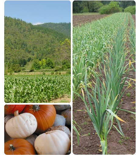 Vegetables in the our fields.