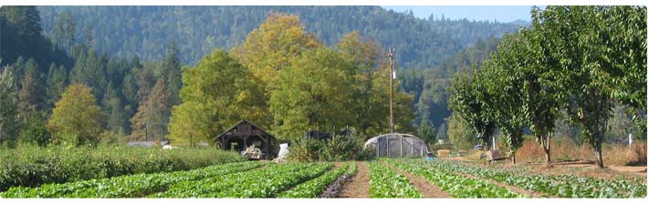 Rows of fresh green vegetables growing.